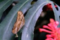 Tawny Owl Butterfly in nature Royalty Free Stock Photo