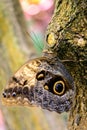 Tawny Owl Butterfly in nature Royalty Free Stock Photo