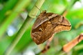 Tawny Owl Butterfly in nature Royalty Free Stock Photo