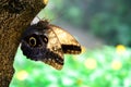 Tawny Owl Butterfly in nature Royalty Free Stock Photo