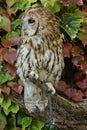 Wise Old Bird - Brown Owl