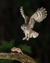 tawny owl catching mouse on trunk Royalty Free Stock Photo