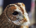Tawny owl Royalty Free Stock Photo