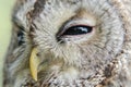 Tawny Owl Royalty Free Stock Photo
