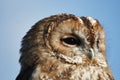 Tawny Owl