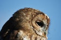 Tawny Owl