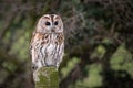 Tawny owl with eyes wide open Royalty Free Stock Photo