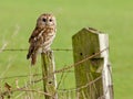 Tawny Owl on fence Royalty Free Stock Photo