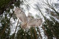 Tawny owl flying above camera with tree trunks and sky