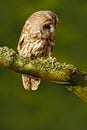 Tawny owl in the forest. Brown bird Tawny owl sitting on tree stump in the dark forest habitat. Beautiful bird sitting on the Royalty Free Stock Photo