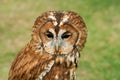 Tawny Owl full face Royalty Free Stock Photo