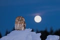 Tawny Owl at the full moon. Bohemian Moravian Highland field. Royalty Free Stock Photo