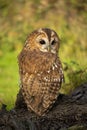 Tawny owl resting in natural setting in soft sunlight