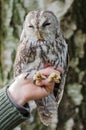 Tawny Owl Royalty Free Stock Photo