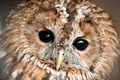 Tawny owl head with black eyes