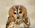 Tawny Owl head shot Royalty Free Stock Photo