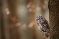 Tawny owl hidden in the fall wood, sitting on tree trunk in the dark forest habitat. Beautiful animal in nature. Bird in the