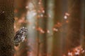 Tawny owl hidden in the fall wood, sitting on tree trunk in the dark forest habitat. Beautiful animal in nature. Bird in the