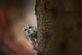 Tawny owl hidden in the fall wood, sitting on tree trunk in the dark forest habitat. Beautiful animal in nature. Bird in the