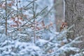 Tawny owl hidden in the fall wood, sitting on tree trunk in the dark forest habitat. Beautiful animal in nature. Bird in the