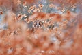 Tawny owl hidden in the fall wood, sitting on tree trunk in the dark forest habitat. Beautiful animal in nature. Bird in the