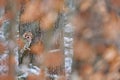 Tawny owl hidden in the fall wood, sitting on tree trunk in the dark forest habitat. Beautiful animal in nature. Bird in the