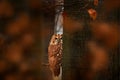 Tawny owl hidden in the fall wood, sitting on tree trunk in the dark forest habitat. Beautiful animal in nature. Bird in the