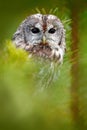 Tawny owl hidden in the forest. Brown owl sitting on tree stump in the dark forest habitat with catch. Beautiful animal in nature.