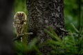 Tawny owl hidden in the forest. Brown owl sitting on tree stump in the dark forest habitat with catch. Beautiful animal in