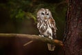 Tawny owl hidden in the forest. Brown owl sitting on tree stump in the dark forest habitat with catch. Beautiful animal in nature.