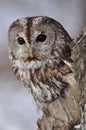 Tawny Owl in hollow tree Royalty Free Stock Photo