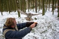 Tawny owl landing on falconers arm in the winter inside forest