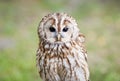 Tawny Owl