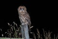 Tawny owl at night Royalty Free Stock Photo