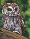 Tawny Owl, Oil Pastel Painting