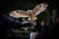 Tawny owl with open wings approaching the hand of a handler - falconry concept
