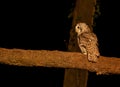 Tawny Owl perching on branch at night
