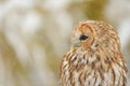 Tawny owl portrait
