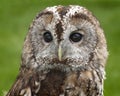 Tawny Owl Portrait