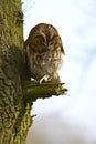 Tawny owl with prey