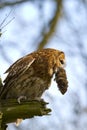 Tawny owl with prey