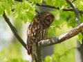 Tawny Owl