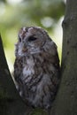 A Tawny owl sat in a tree Royalty Free Stock Photo