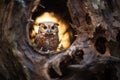 tawny owl silhouette in tree hollow Royalty Free Stock Photo