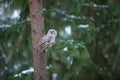 Tawny owl sitting on branch in dark forest