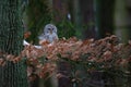 Tawny owl sitting on branch between orange leaves in dark forest