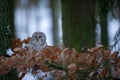 Tawny owl sitting on branch between orange leaves with light in background