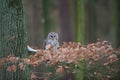 Tawny owl sitting on branch between orange leaves