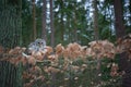 Tawny owl sitting on branch between orange leaves