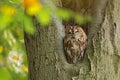 Tawny Owl sitting in a nesting hole in a tree Strix aluco. Royalty Free Stock Photo